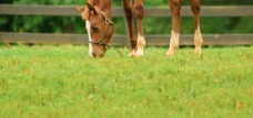 Beautiful Horse grazing in a field picture
